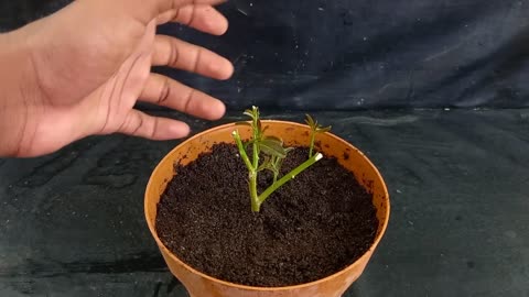 How to grow lemon tree from cutting