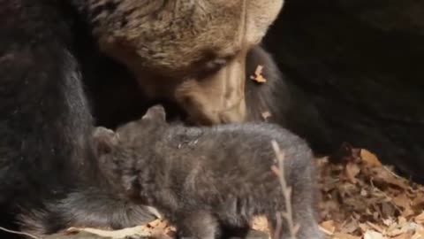 Grizzly Bear Mother Protects Her 3 Tiny Newborns Cubs