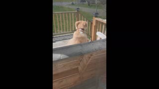 Rescue Dog Loves Her Porch Swing