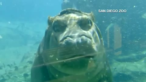 Baby hippo plays in pool at the San Diego Zoo