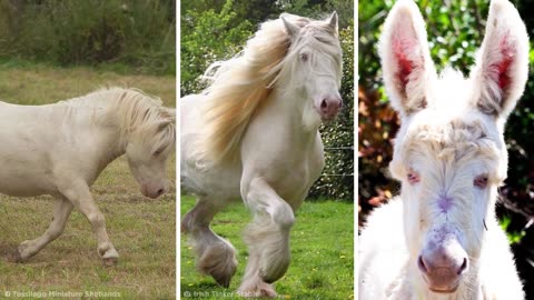 Stunning White Animals.Impresionantes Animales Blancos.