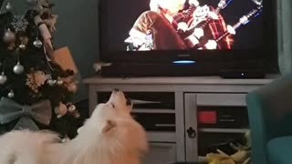 Festive dog sings along to bagpipes at New Years