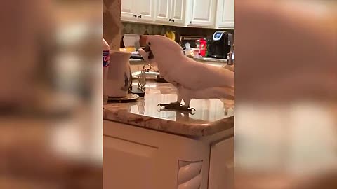 Cockatoo Cleans Kitchen Counter With Napkin