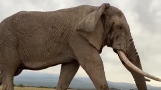AFRICA'S BIGGEST BULL ELEPHANT