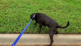 How to NOT walk your dog! - Adventures in Dog Training - "Gunner" English Lab