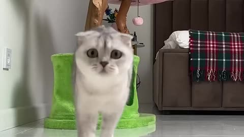 Cute cat sound😀