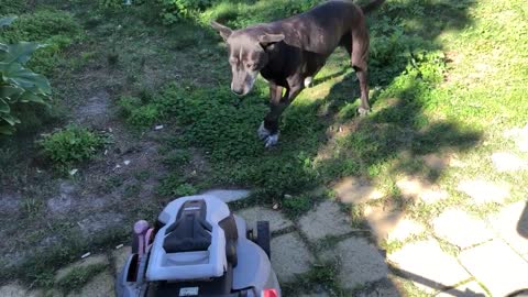 Dog vs Lawnmower