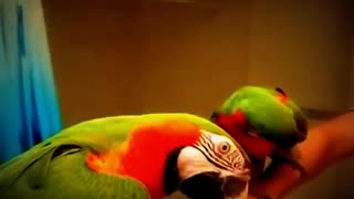 Parrot Speaks Himself In Front Of His Mirror