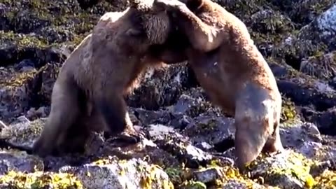 Bear's Fighting