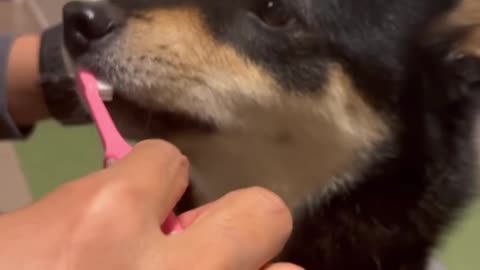 The owner is brushing his dog's teeth, happy day for the dog