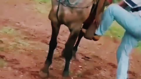 Horse Kicking Funny Video 😂 😂 😂 Watch This Video For 😂 laughs