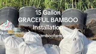 15 Gallon Graceful Bamboo Installation - Florida - Ocoee Bamboo Farm 407-777-4807