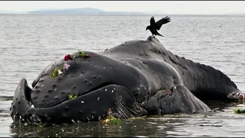 Mysterious Spike In Humpback Whale Deaths On Atlantic Coast