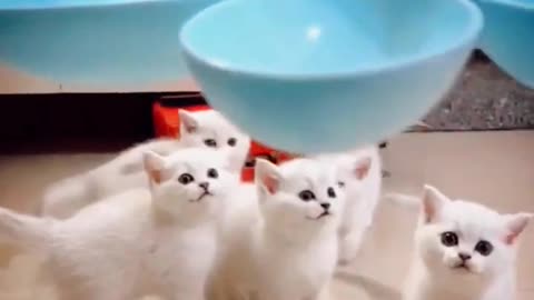 Cute Pie Little Kitty Squad Hungry Cute Animals Compilation 2023 Animals Funny Videos #shorts