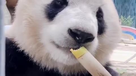 Cute panda is eating very sweet sugarcane