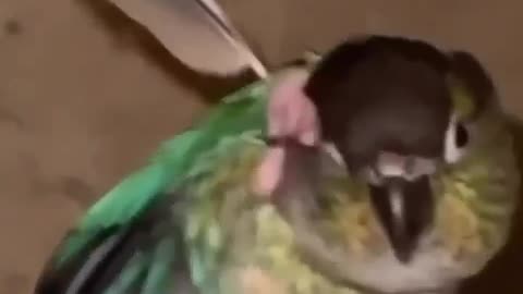 Legend ideas funny parrot video