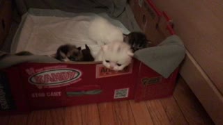 Kittens in the Box
