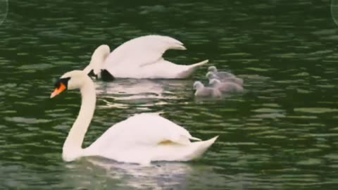 Swan and her #chicks