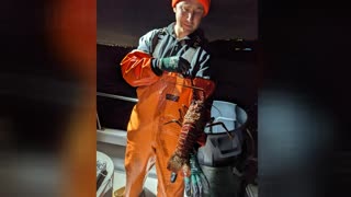 California Spiny Tail Lobster Catch & Cook