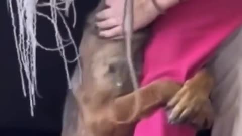 Dog gives a hug after being rescued