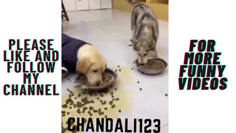 Funny Dog video very hungry and funny dog.