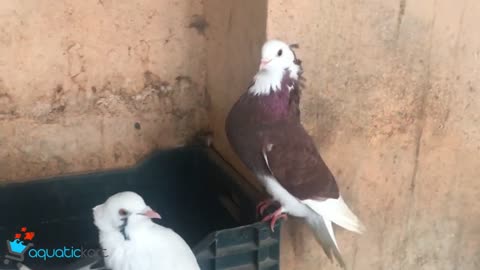 Fancy Pigeons for sale Polish Lynx Pigeon etc at Aquatic Kart as on 05 Dec