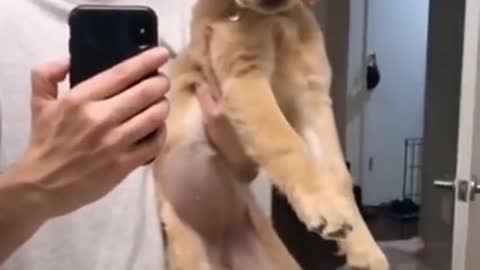 Watch this Puppy Grow! Cutest Goldens