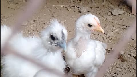 This is small chick beautiful video 🐣🐥