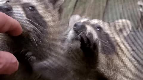 08-03-23 Determined Baby Raccoons | The Lads Camp Vlog-007 | #shorts