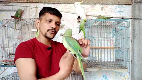Teach Your Parrot Not To Bite - 100 % Working - Urdu -Hindi - PBI Official_p6