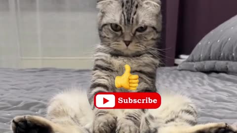 Funny Animals. LAUGH FUNNY CATS. Funny Compilation. Video For Smiling And Laughing