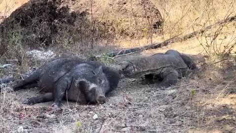 Komodo dragon attacks wild boar while sleeping