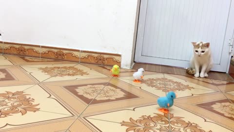 My cats vs Three baby chicken