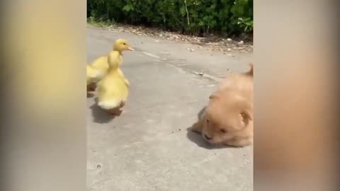 Cute Puppy Became The Boss Of Five Ducklings cuties dog puppies cutest baby animals video #shorts