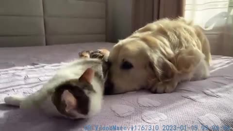 Mom Cat Shows Baby Kittens that Golden Retriever is Safe for Them