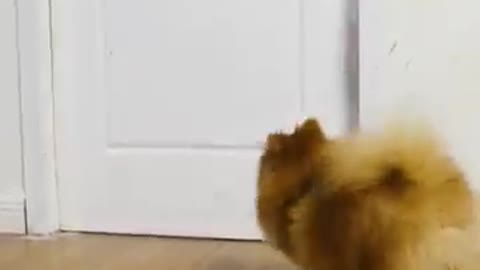 Funny cat trick video