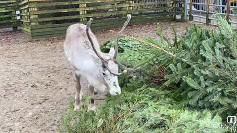 A Tasty Snack for Our Reindeer