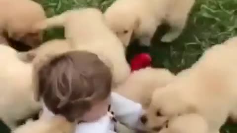 Cute puppies playing with girl