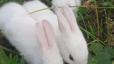 Rabbit 🐰🐰🐇 kids