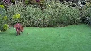 Foxes Play In The Garden