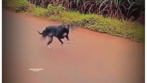 dog res Kolhapur🔥👑| Dog Race | Kolhapur Dog Racing/Dog Race/Dog Race Maharashtra/Dog Race kholapur