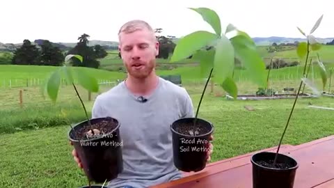 The BEST Way To Grow Avocado From Seed | 0 - 5 Months of Growth