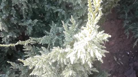 Juniper top view