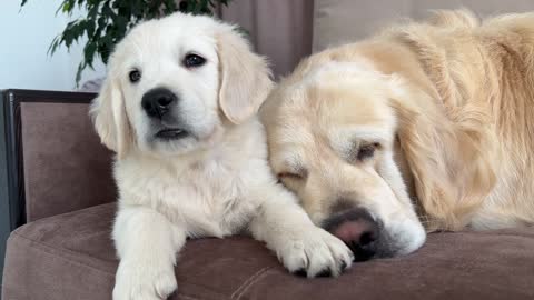 How a Puppy and a Golden Retriever Fight Against Sleep
