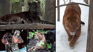 What Happens When Male Jaguar Mate with Female Lion.