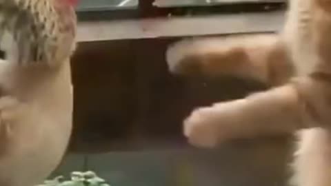 Cute Cat And Hen Funny Fighting