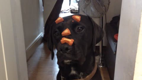 Medicated dog casually performs trick