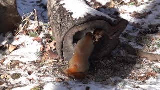 Brutal Red Squirrel Fight