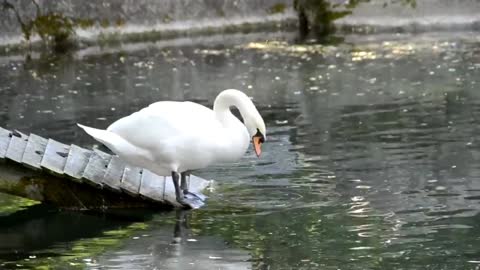 Animal world # White Swan # Swan on the lake # Beautiful swan #