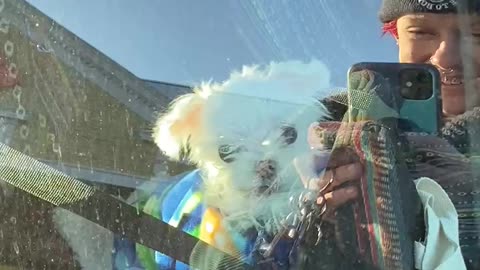 Special needs screaming dog is exciting to see his owner